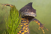 Kamsalamander (foto Jelger Herder)